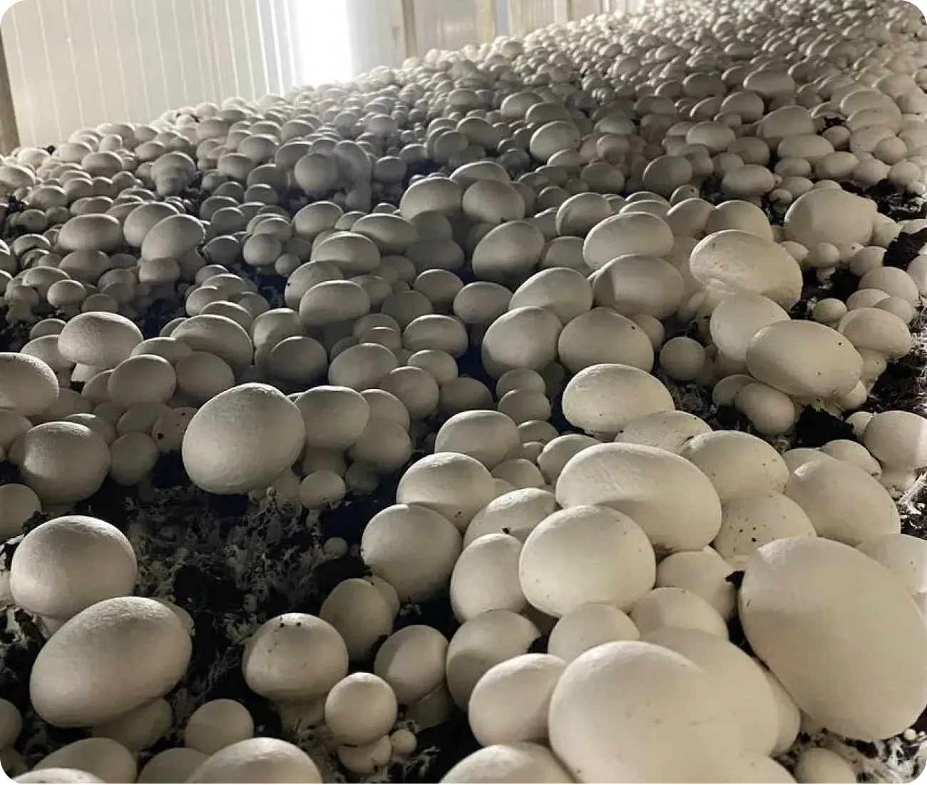 Button mushrooms fruiting in a commercial growing room