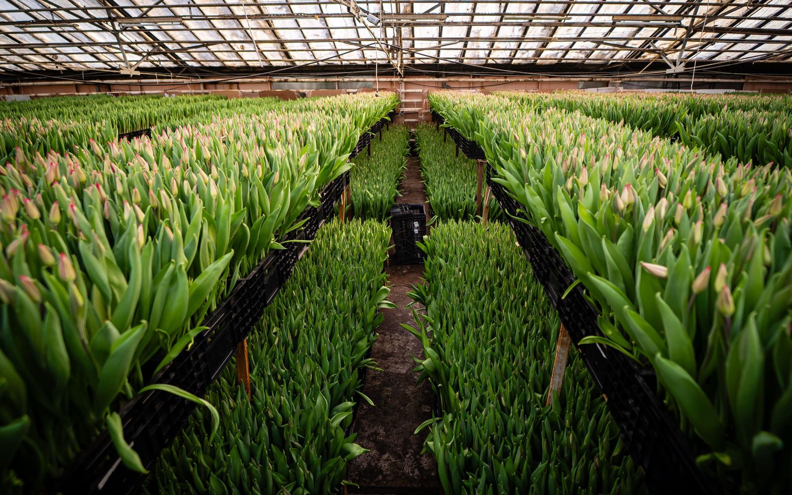 Rows of flowering tulips in a commercial production greenhouse