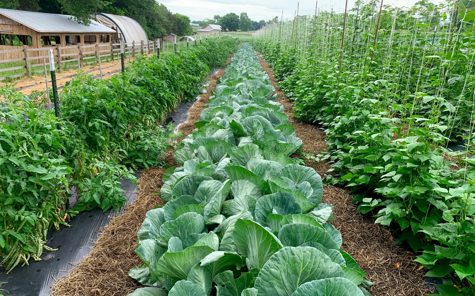 Commercial vegetable rows in open-field production