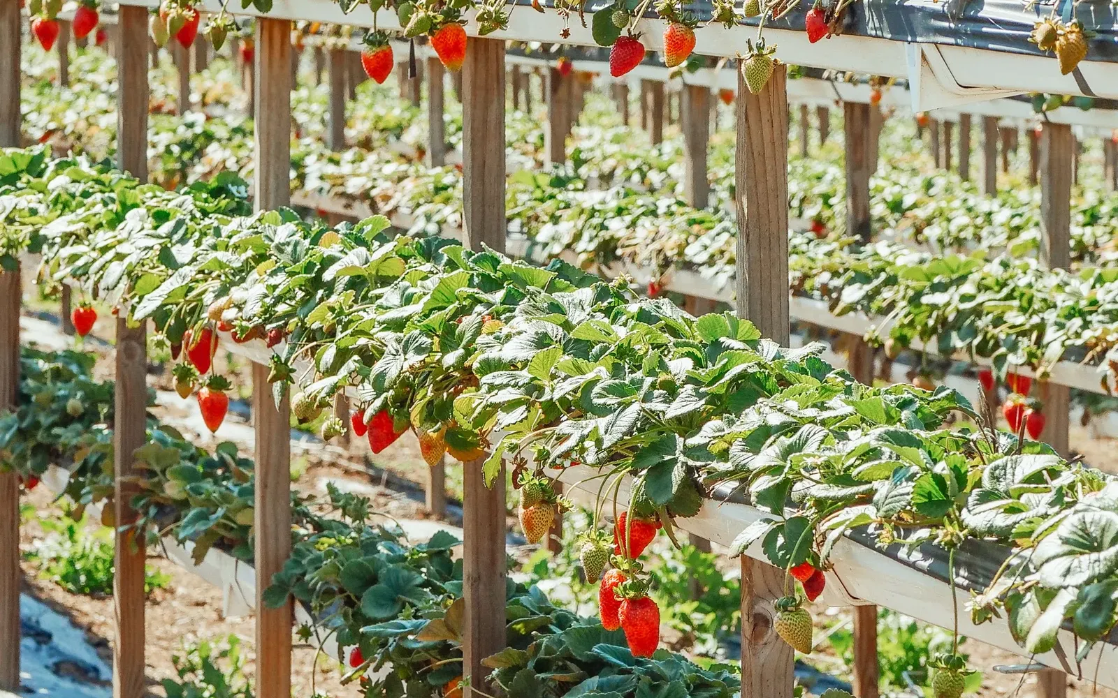 Commercial strawberry production on raised growing rows