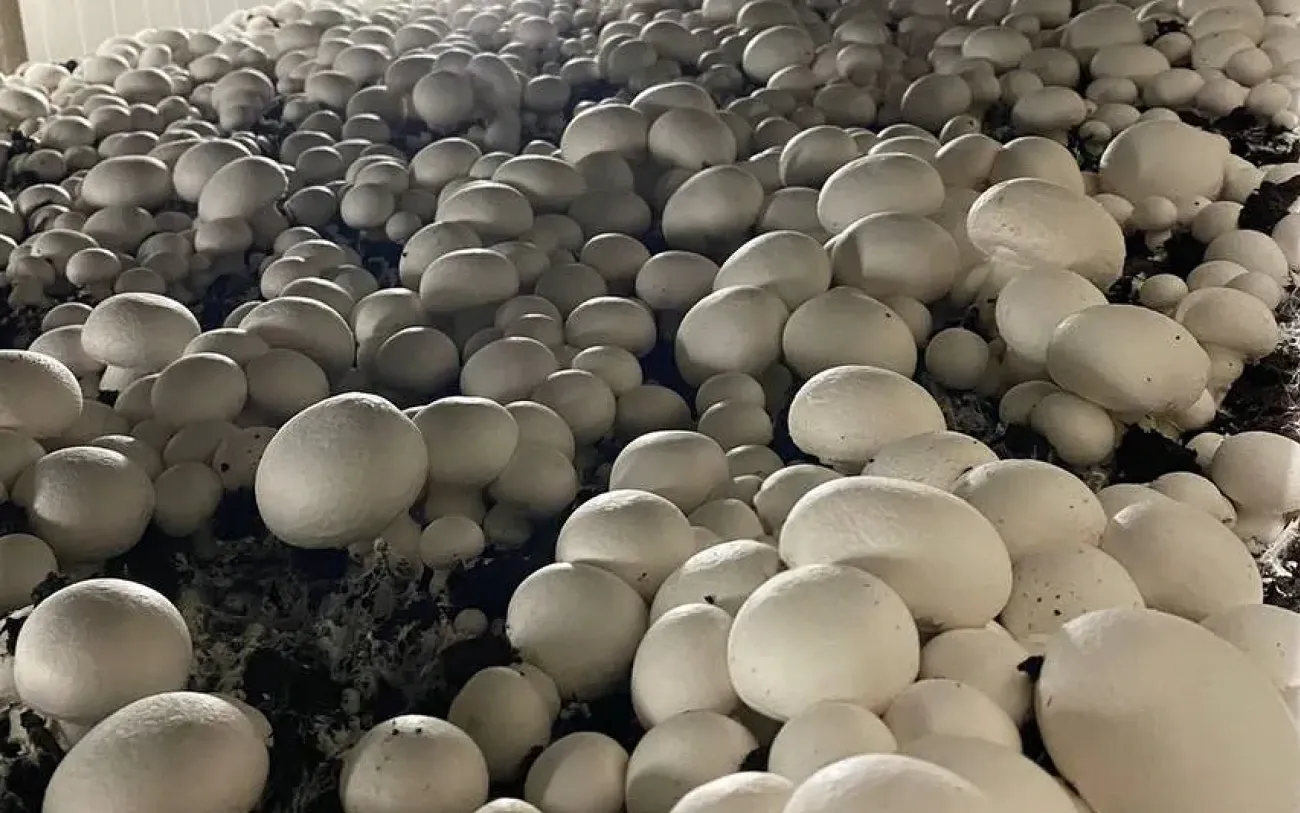 Commercial mushroom growing room with production racks