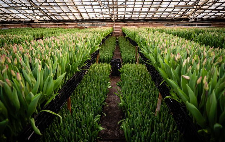 Rows of flowering tulips in a commercial production greenhouse