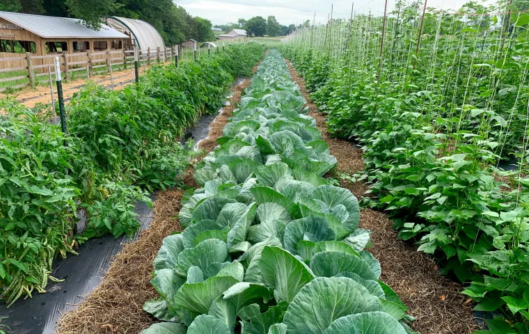 Commercial vegetable rows in open-field production