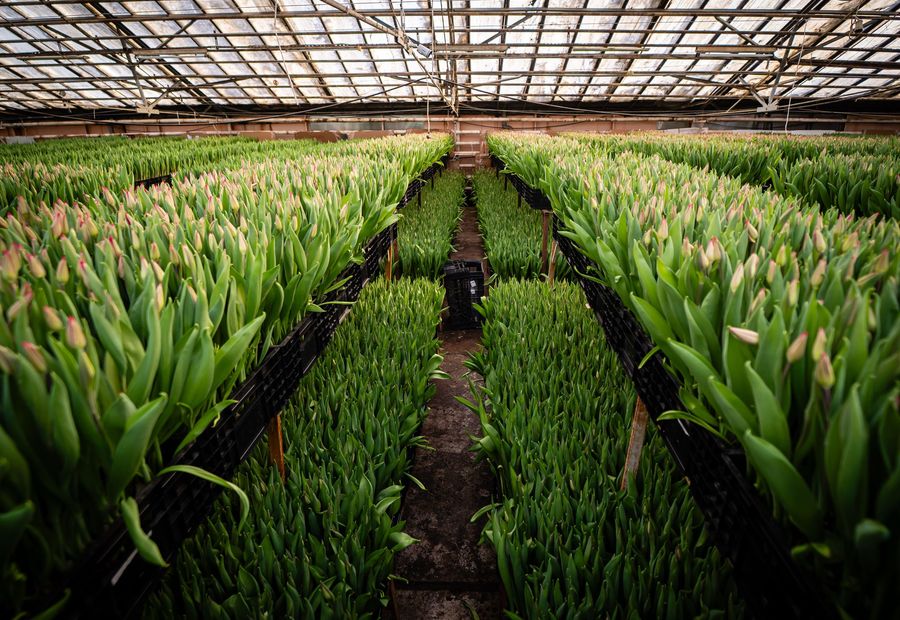Rows of flowering tulips in a commercial production greenhouse