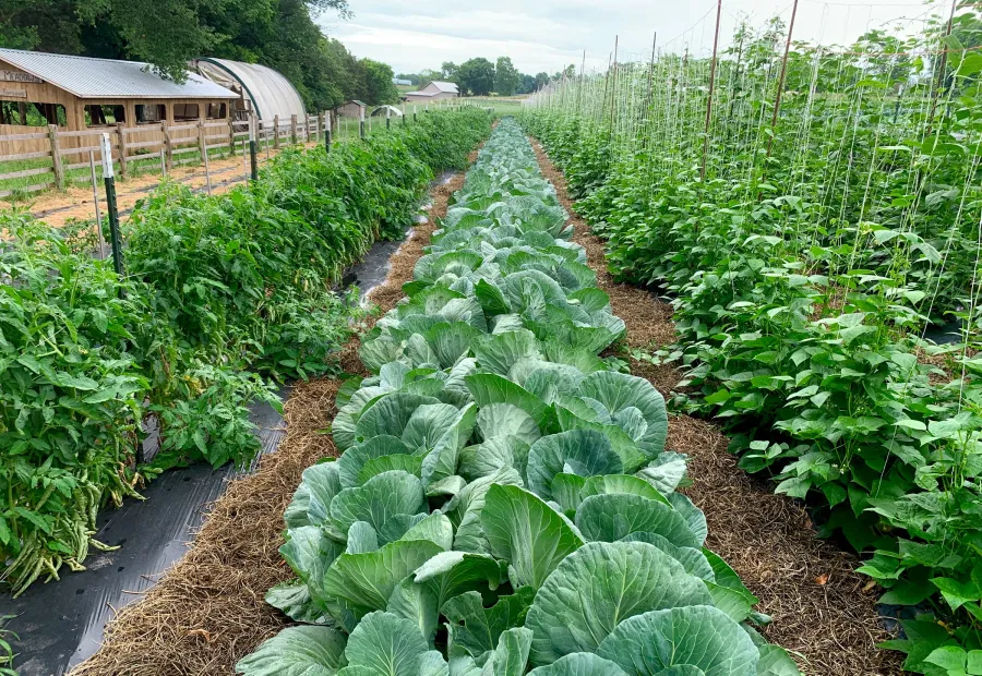 Commercial vegetable rows in open-field production