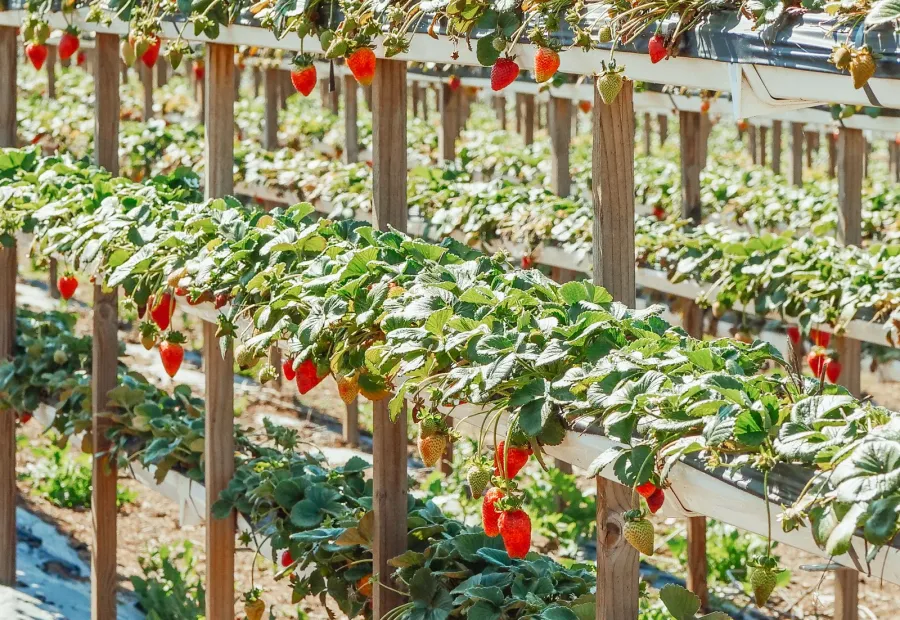 Commercial strawberry production on raised growing rows