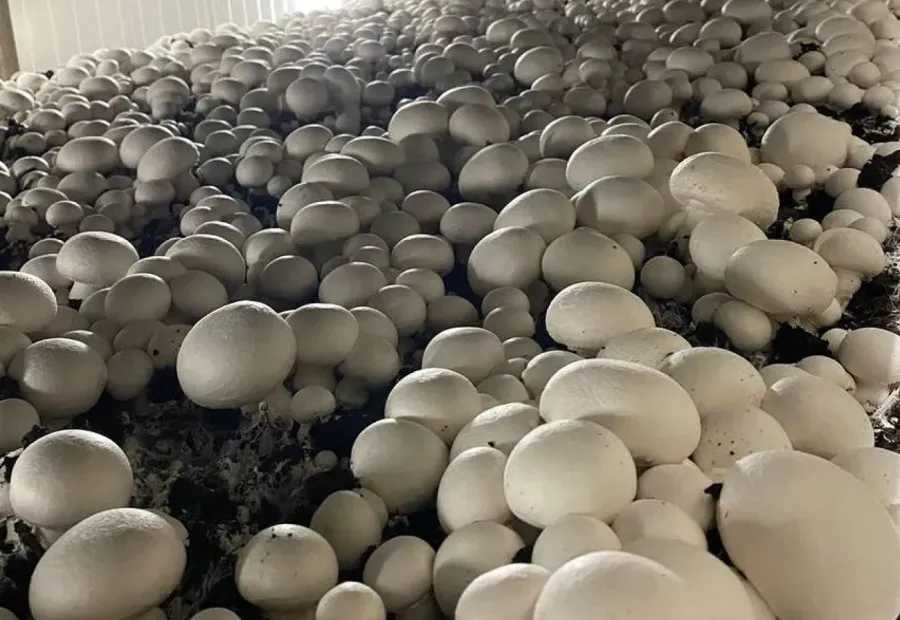Commercial mushroom growing room with production racks